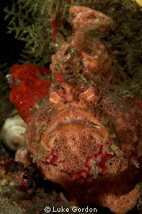 Padang bai, two frogfish! Little & large.....'You have to... by Luke Gordon 